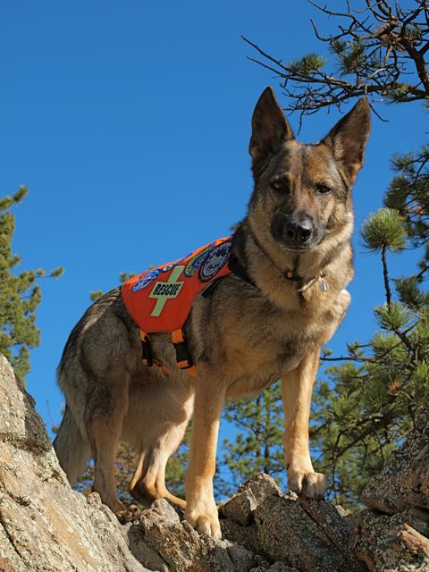 Stella Greman Shepherd On top of a rock outcropping with the blue sky in the background